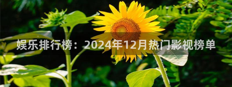 壹号大舞台：娱乐排行榜：2024年12月热门影视榜单